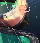 ପାଇଲଟ୍ ବୋଟ୍ ବିକ୍ରୟ ପାଇଁ