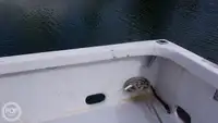 ଡାଇଭ୍ ସପୋର୍ଟ ବିକ୍ରୟ ପାଇଁ