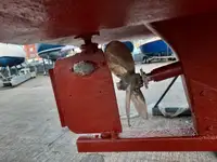 କଟର ବିକ୍ରୟ ପାଇଁ