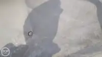 କଣ୍ଟେନର ଜାହାଜ ବିକ୍ରୟ ପାଇଁ