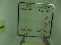ବଲ୍କ କ୍ୟାରିୟର ବିକ୍ରୟ ପାଇଁ