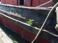 ଟୋବୋଟ୍ ବିକ୍ରୟ ପାଇଁ