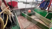 ଲାଇଭ୍ ମତ୍ସ୍ୟ ବାହକ ଜାହାଜ ବିକ୍ରୟ ପାଇଁ