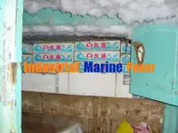 ଲଙ୍ଗଲାଇନର ବିକ୍ରୟ ପାଇଁ