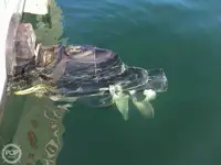 ଟ୍ରଲର ବିକ୍ରୟ ପାଇଁ