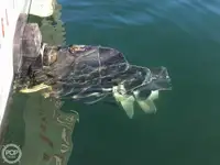 ଟ୍ରଲର ବିକ୍ରୟ ପାଇଁ