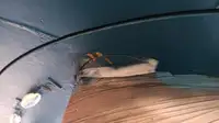 ଟୋବୋଟ୍ ବିକ୍ରୟ ପାଇଁ